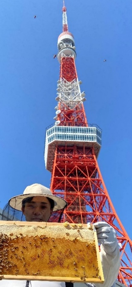 プロジェクトメンバーによる養蜂の様子